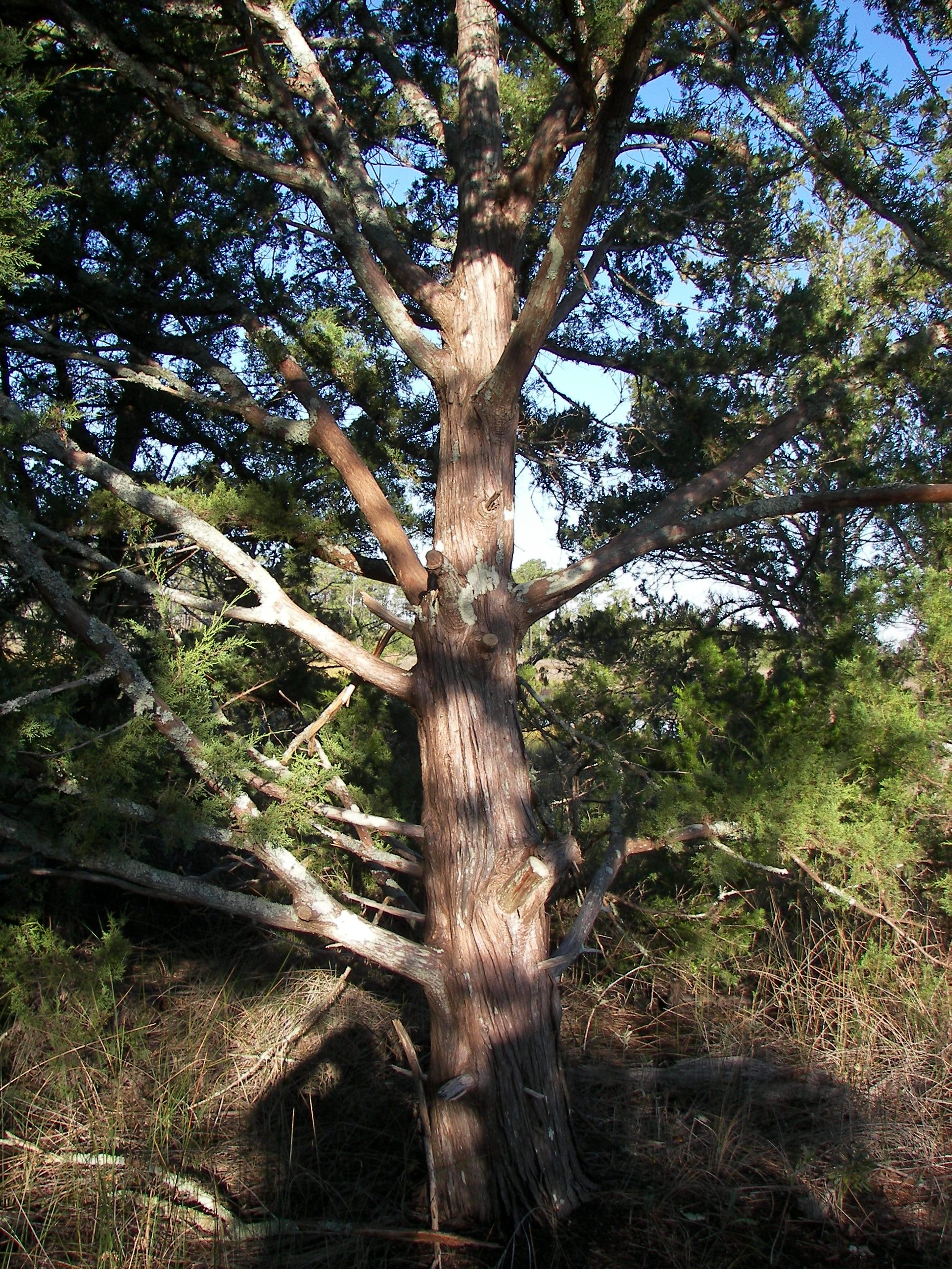 ./2006/Cedar Point/V100_1372.JPG